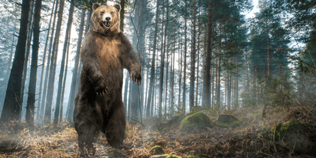 Bear Necessities: Demand Planning Essentials for Engineers